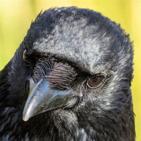 Faye McNiven on Twitter: "#crowsups #crows #crowportraits… " Grackle, Jackdaw, Crows Ravens ...