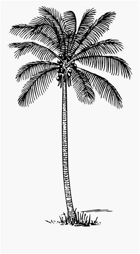 Coconut Tree Clip Library Download Black And White - Coconut Tree Outline , Free Transparent ...