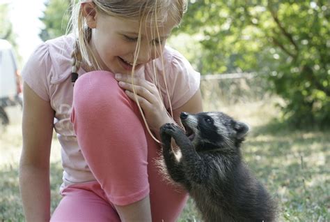 The Best Diet for a Pet Raccoon