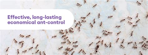 Ant Control: An Integrated Approach