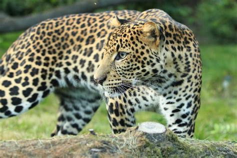 Javan leopard stock image. Image of pardus, melas, panthera - 36178363