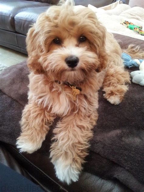 cavapoo grooming pictures | Cavapoo, Cavapoo dogs, Cavadoodle