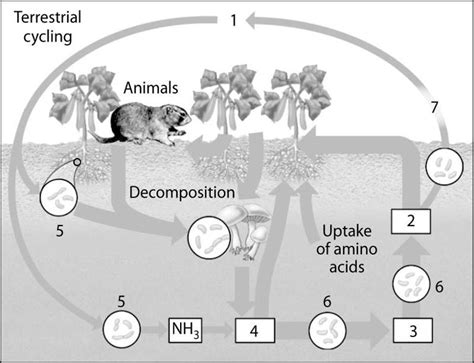 9. Cycles within Ecosystems Diagram | Quizlet