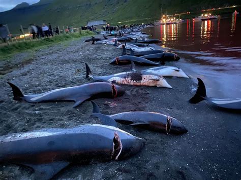 Horrific Footage Shows 1,500 Dolphins Slaughtered in Largest Massacre Ever Recorded - Newsweek