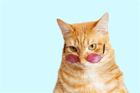 Why All Cats Are Jewish: A Continuation | JewishBoston