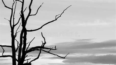 Silhouette of a Barren Tree Stock Photo - Image of spooky, bare: 213140624