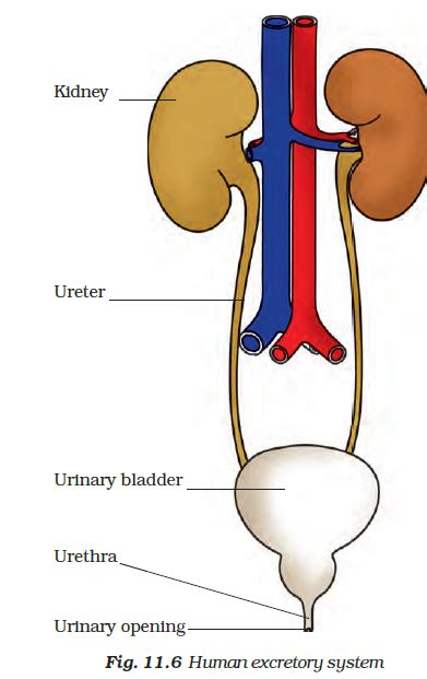 Human Excretory System Diagram Labeled