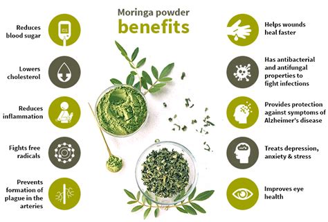 Moringa Powder: 5 Benefits Responsible For Its Popularity