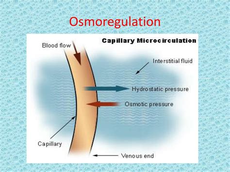 PPT - Osmoregulation PowerPoint Presentation, free download - ID:5613134