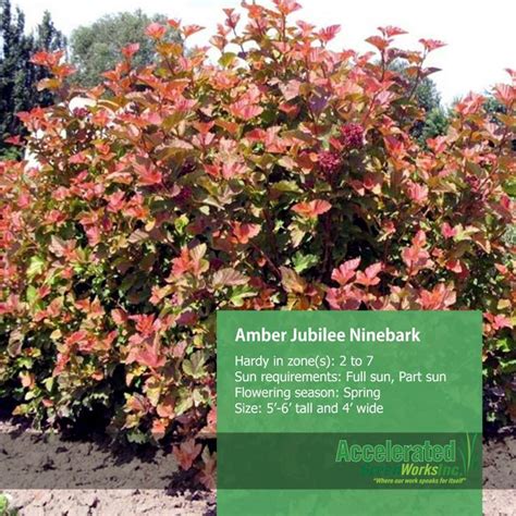 Ninebark ‘Amber Jubilee’ This is a stunning addition to the shrub garden with variegated green ...