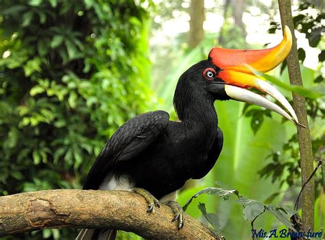 Hornbill , Animal, HQ Hornbill, great hornbill bird HD wallpaper | Pxfuel