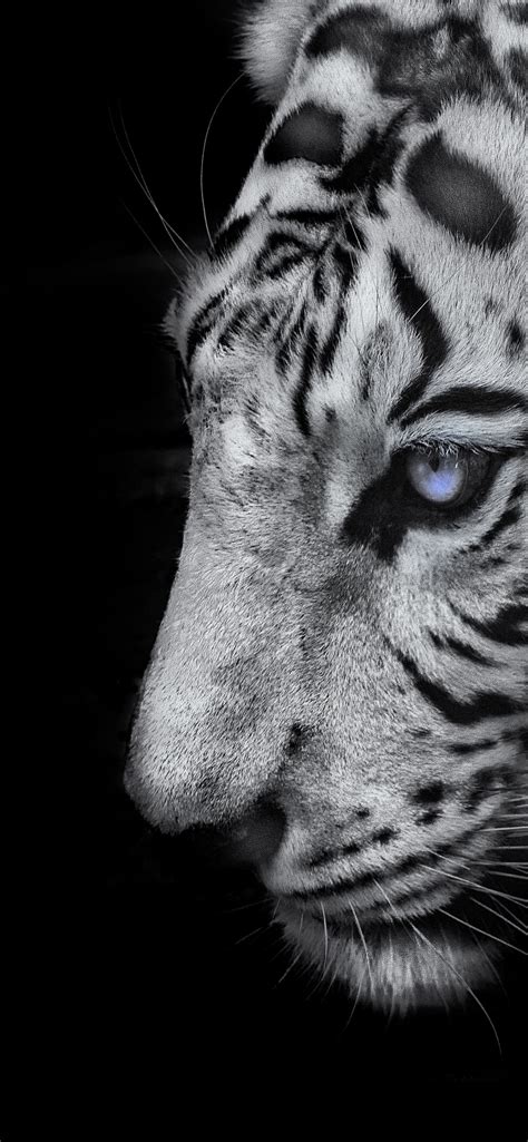 White tiger Wallpaper 4K, Black background, 5K