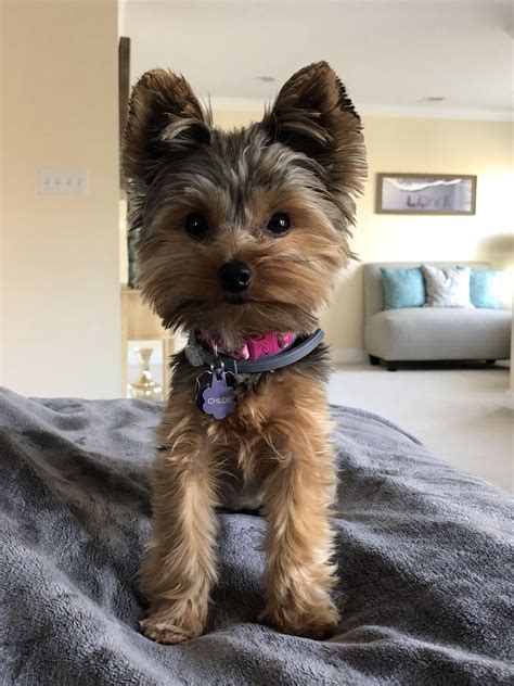 Pin by Alice Hassel on Cleo | Yorkshire terrier puppies, Yorkshire ...