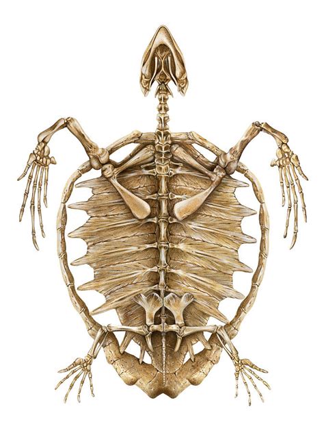 Loggerhead Sea Turtle Skeleton Photograph by Dawn Witherington - Pixels