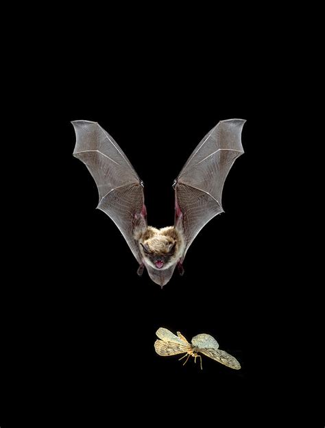 Yuma Myotis Bat Hunting Moth Photograph by Michael Durham - Pixels