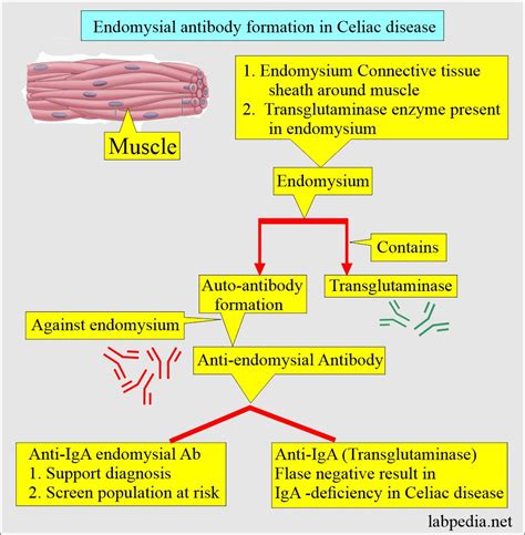 Gliadin Antibodies IgA, IgG (Endomysial antibodies)...