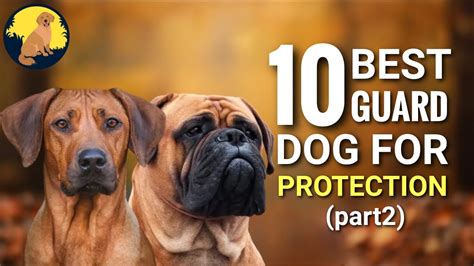 Top 10 Best Guard Dog Breeds for Home Protection (Part2) - YouTube