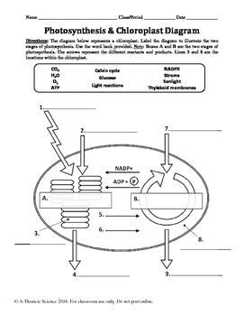 Photosynthesis & Chloroplast Diagram Labeling Worksheet | Photosynthesis worksheet ...