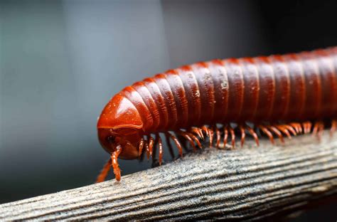 Are Millipedes Dangerous - All South Pest Control