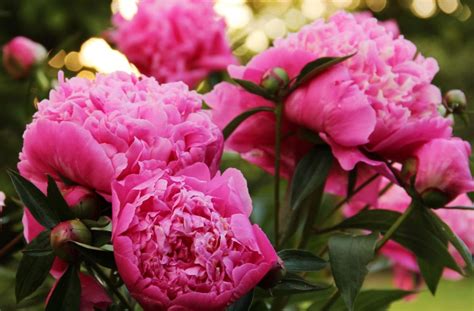 Peony Growth Stages: A Step-by-Step Journey to Stunning Blooms