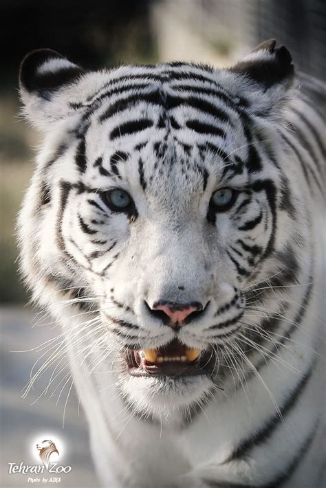 White tigers attraction - Tehran Times