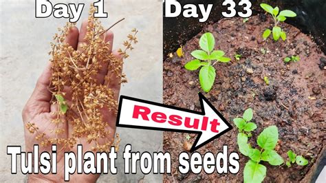 Easiest way to grow tulsi plant from seeds, Grow Tulsi from seeds ...