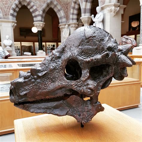 Beautiful Pachycephalosaurus skull at Oxford University Museum of ...