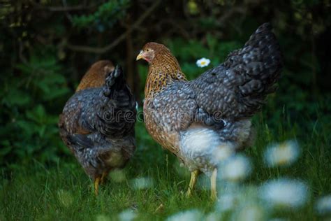 Bielefelder Hens in Nature Background Stock Photo - Image of green ...