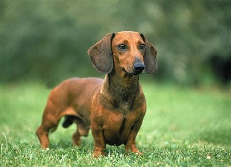 Dachshund Dog