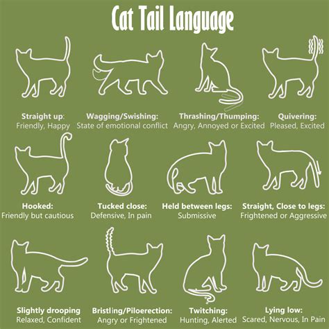 Cat Body Language Chart and Pictures | Cat tail language, Cat tail, Cat ...