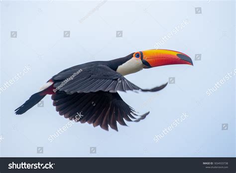 8,176 Toucan fly 이미지, 스톡 사진 및 벡터 | Shutterstock