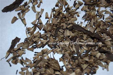 How to Save Seeds of Echinacea (Coneflower) - Growing The Home Garden