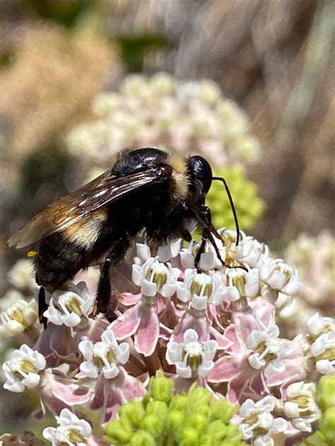 The California Endangered Species Act Now Protects Four Bumblebee Species - WRA Environmental ...