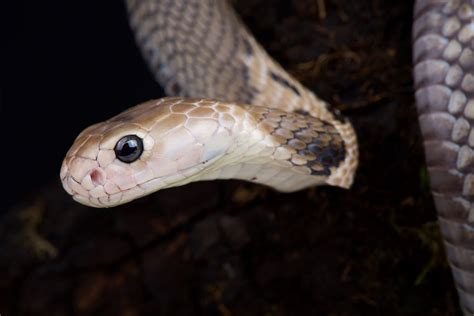 New coronavirus may have 'jumped' to humans from snakes, study finds | Live Science