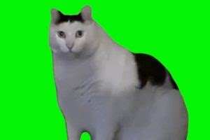 huh cat green screen Archives - Video Meme