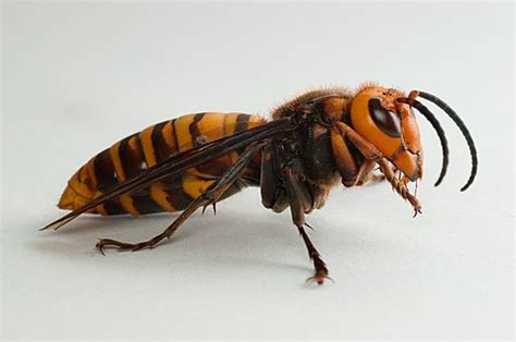 Asian giant hornet - Wikipedia