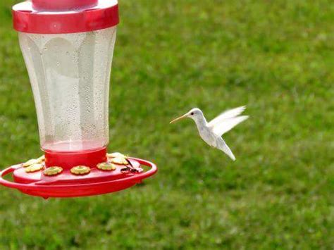 A rare albino hummingbird – ramblingbog