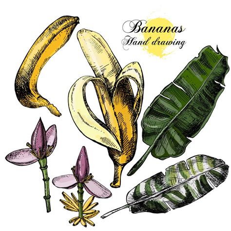 Hand Drawing Bananas: Fruit And Leaves On A White Background. Stock ...