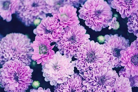 Chrysanthemum Meaning and Symbolism - FTD.com