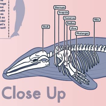 Whale Skeleton Diagram