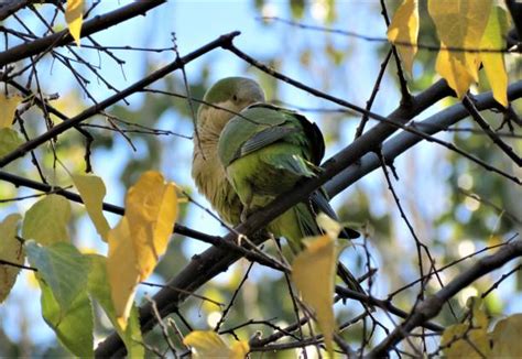 60+ Yellow Quaker Parrot Stock Photos, Pictures & Royalty-Free Images - iStock