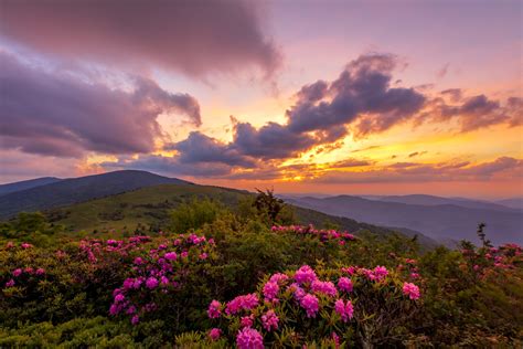 Rhoddies of Roan | Roan Mountain, Tennessee | Fine Art Landscape ...