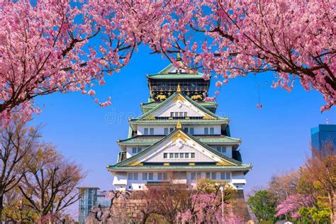 Osaka Castle and Full Cherry Blossom, with Fuji Mountain Background ...