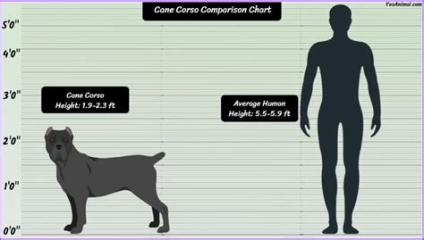 Cane Corso Size: How Big Are They Compared To Others?