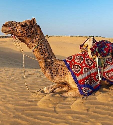 Jaisalmer desert safari package (Camel & Jeep) from Santram Holidays Pvt Ltd