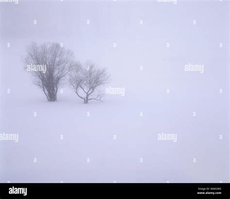 USA, Oregon, Wallowa Lake State Park. Winter snow and fog among small trees Stock Photo - Alamy