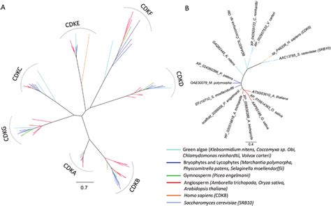 Phylogenetic relationship of CDK proteins. CDK protein sequences from... | Download Scientific ...