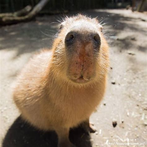 Adorable Capybara Costumes for Pet Lovers