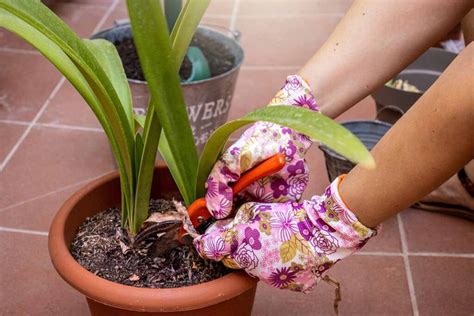 How to Care for Amaryllis After Flowering | Gardener’s Path