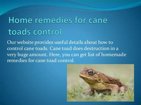 Home remedies for cane toads control